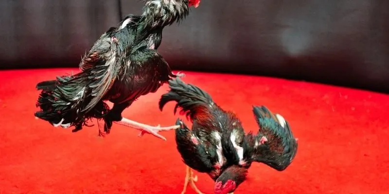 Luật đá gà online chi tiết từ A đến Z cho hội viên King88