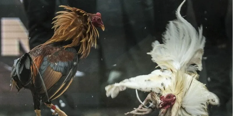 Những cuộc chiến cam go cùng chú kê