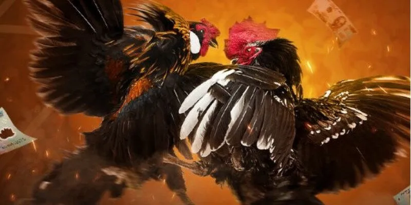 Xem xét các đặc điểm nổi bật để chọn chiến kê